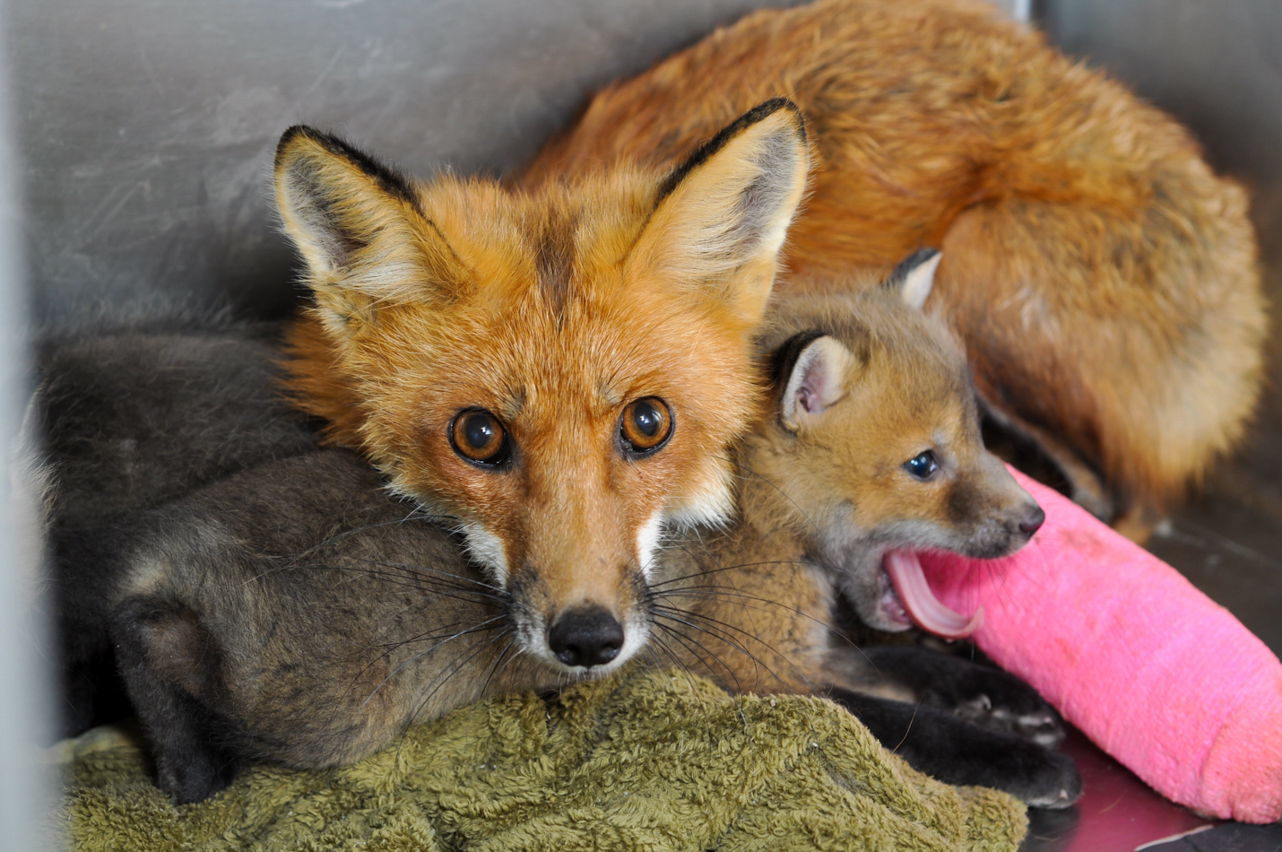 Fox and Cubs