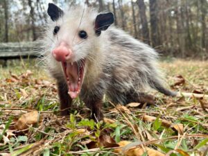 This non-releasable opossum named Princess got placed at a sanctuary that is her new home.